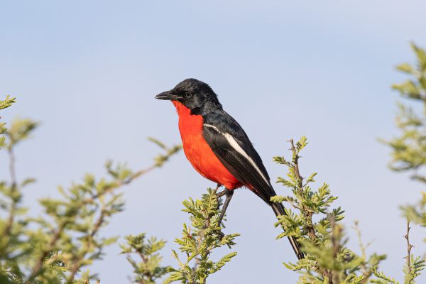 Crimson-breasted Gonolek