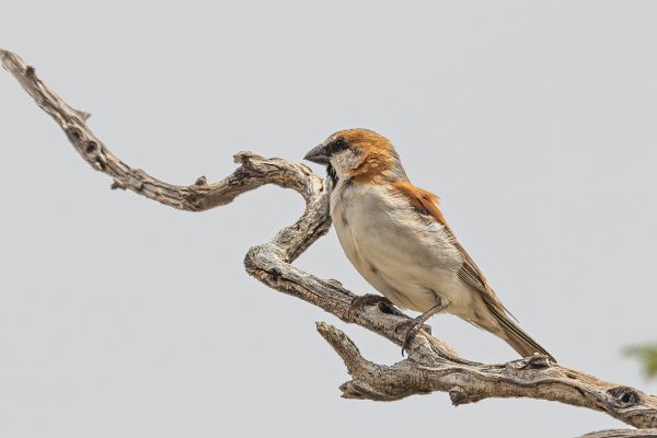 Iago Sparrow