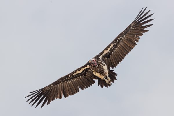 Lappet-faced Vulture