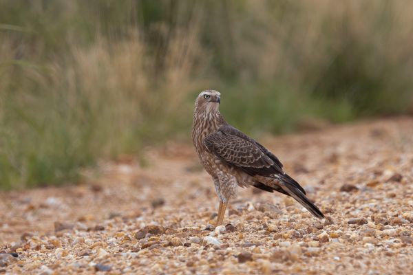 Pale Chanting-Goshawk