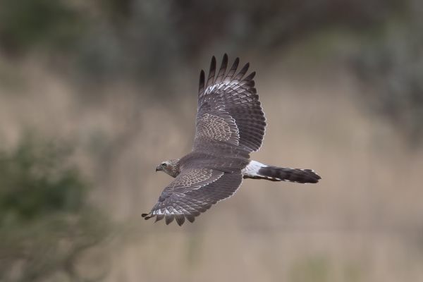 Pale Chanting-Goshawk