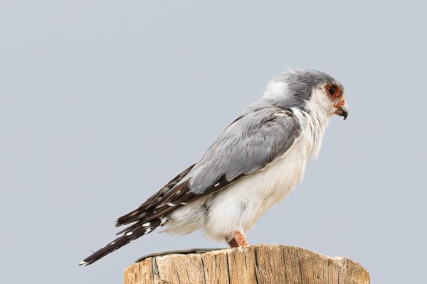 Pygmy Falcon