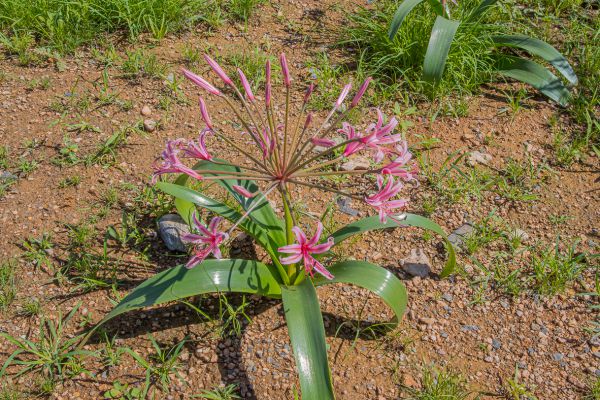 Candelabra flower 