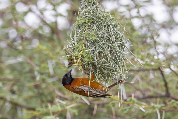 Chestnut Weaver