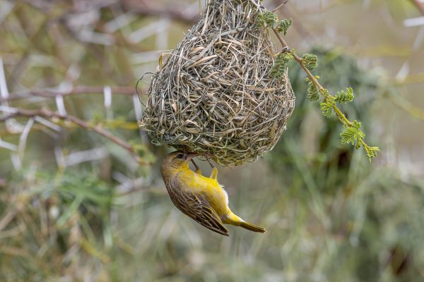 Chestnut Weaver