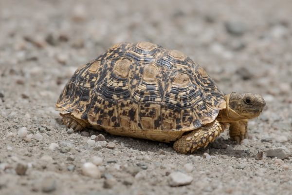 Leopard tortoise