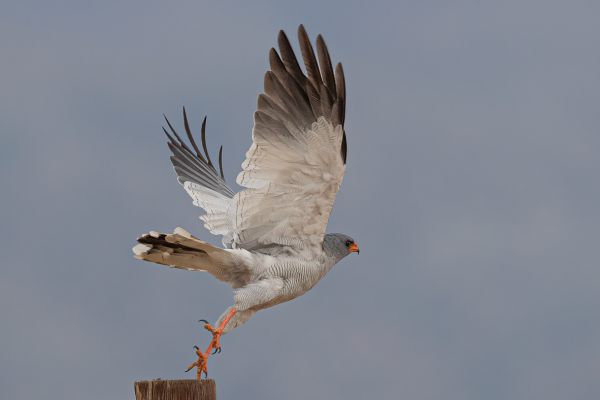 Pale Chanting-Goshawk