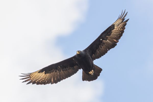 Verreaux's Eagle