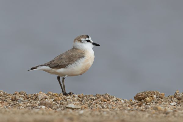 Kittlitz's Plover