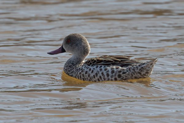 Cape Teal