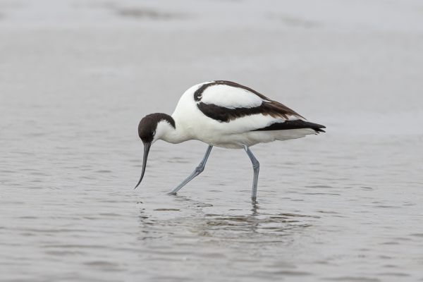 Pied Avocet