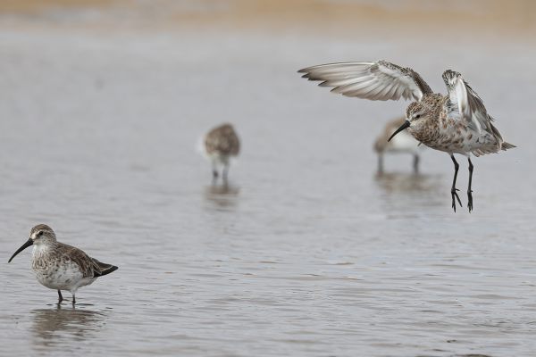 Curlew Sandpiper