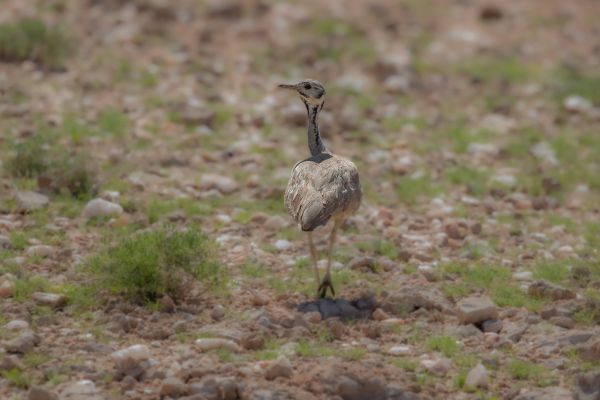 Rueppell's Bustard