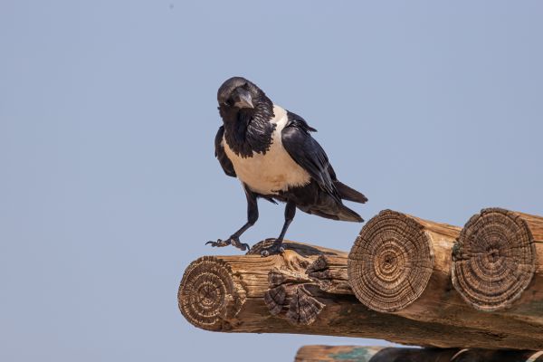 Pied Crow