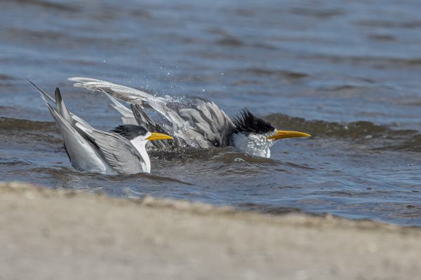 Great Crested-Tern