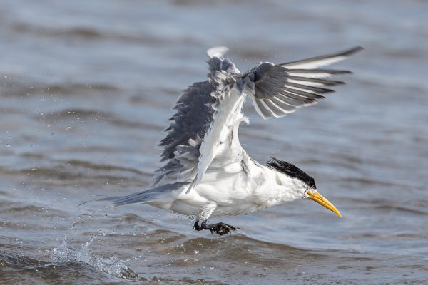 Great Crested-Tern