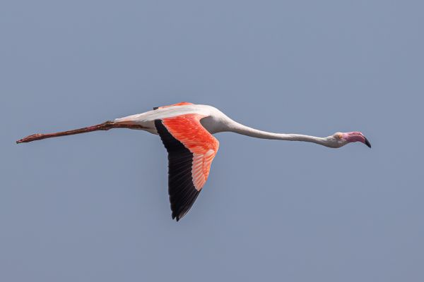 Greater Flamingo 