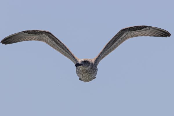 Kelp Gull (vetula)