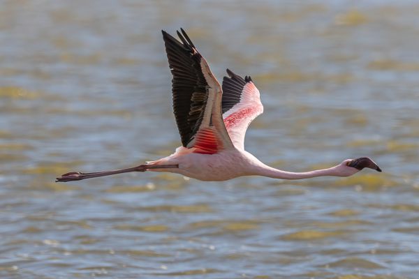 Lesser Flamingo