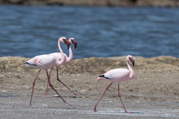 Lesser Flamingo