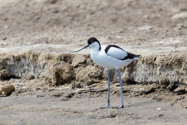 Pied Avocet