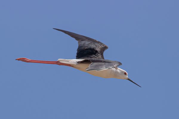 Black-winged Stilt