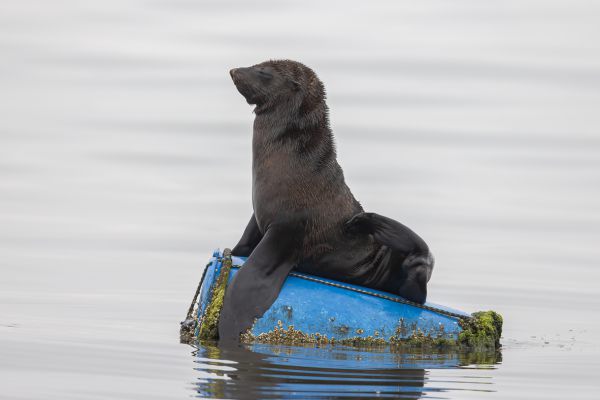 Seal Dog