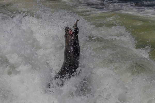 Seal Dog