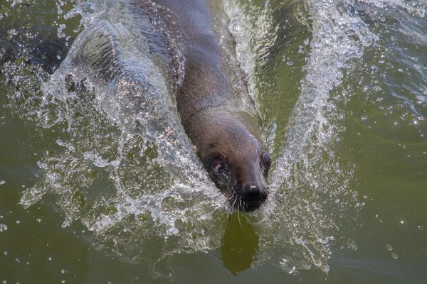 Seal Dog