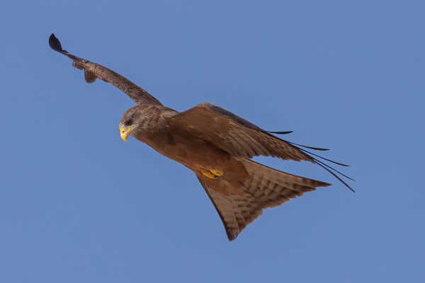 Yellow-billed Kite