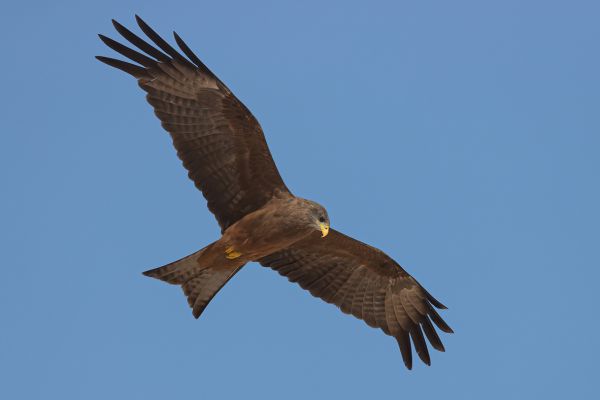 Yellow-billed Kite