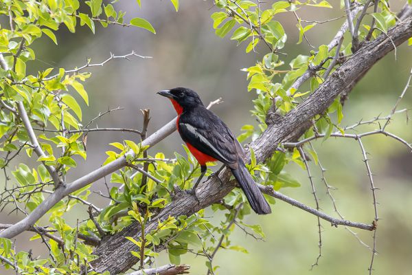 Crimson-breasted Gonolek