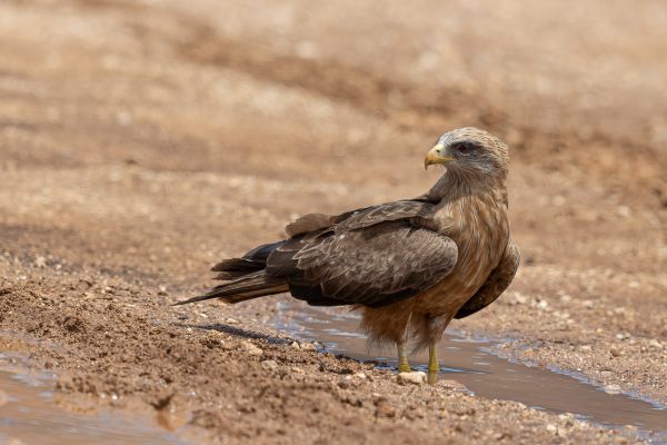 Yellow-billed Kite