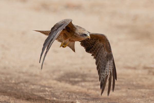 Yellow-billed Kite