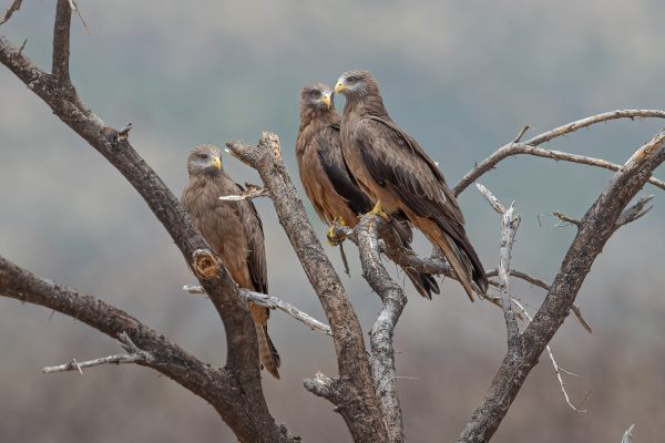 Yellow-billed Kite