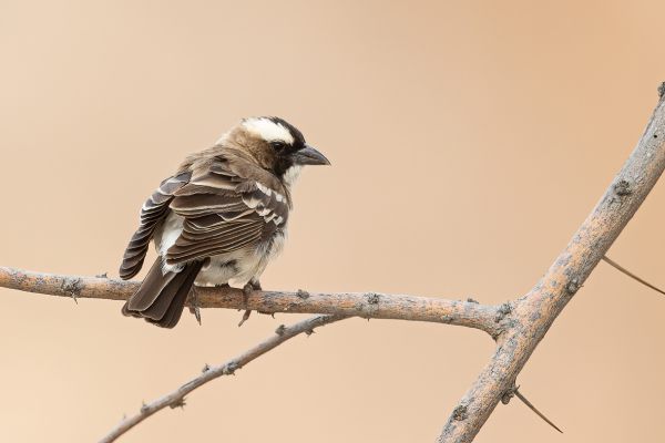 White-browed Sparrow-Weaver