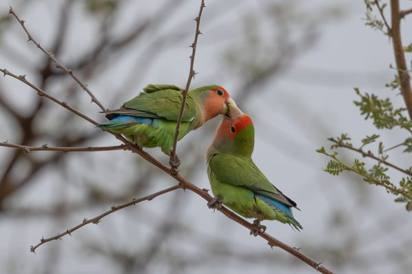 Rosy-faced Lovebird