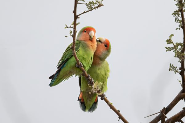 Rosy-faced Lovebird