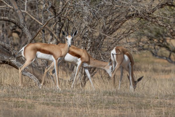 Springbok