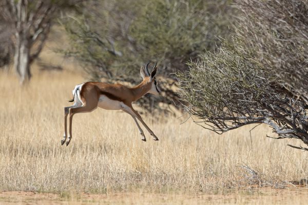 Springbok