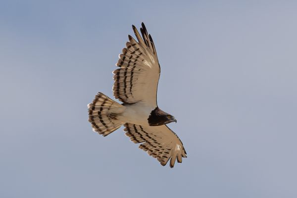Black-chested Snake-Eagle