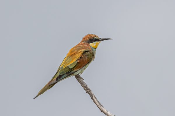 European Bee-eater