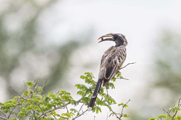 African Grey Hornbill