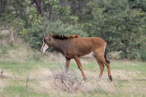  Sable antelope