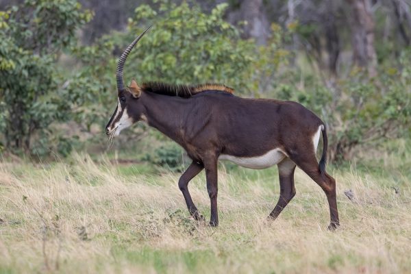  Sable antelope