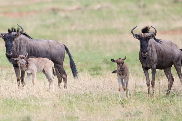 Wildebeest