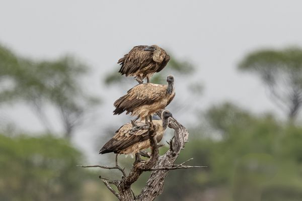 White-backed Vulture