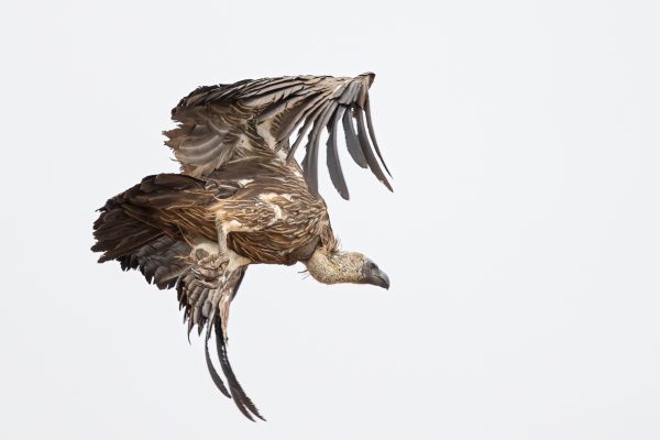White-backed Vulture