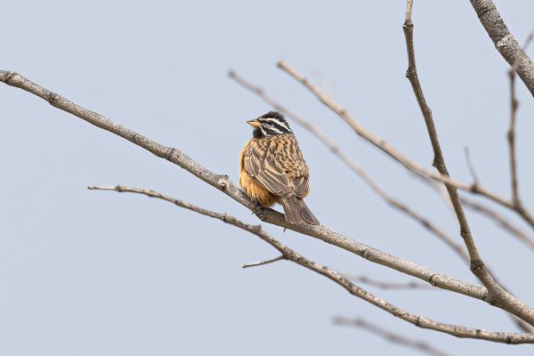 Cinnamon-breasted Bunting
