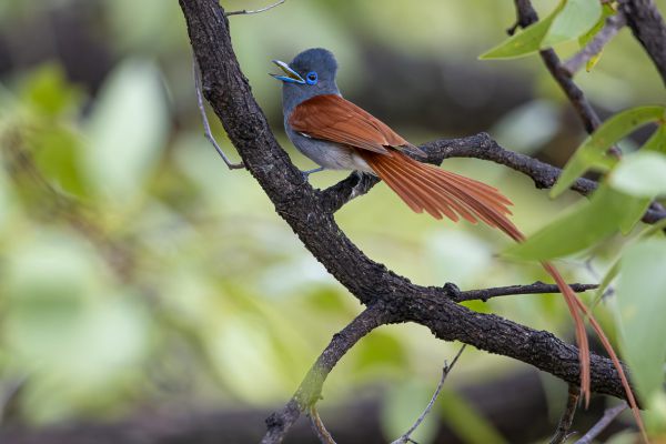 African Paradise-Flycatcher